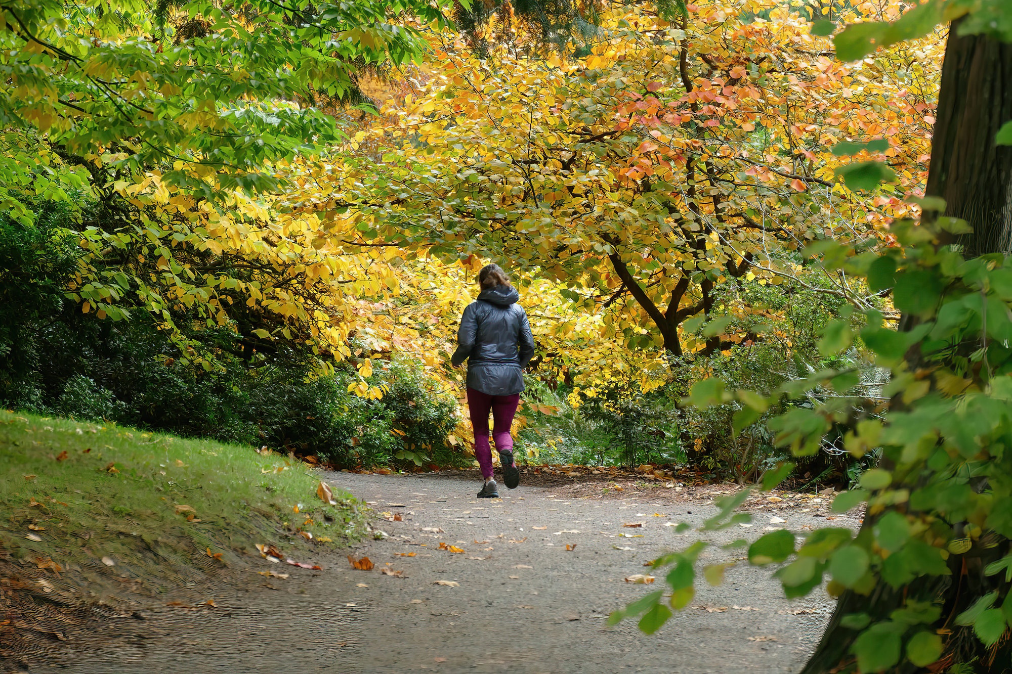 Woman jogging in an autumn forest in Arboretum, Seattle